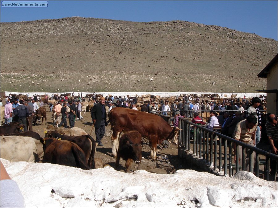 Parhal cattle market .JPG