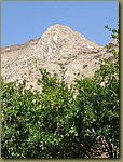 Kackar Mountains pomegranate .JPG