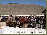 Parhal cattle market .JPG