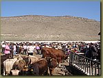 Parhal cattle market 1.JPG