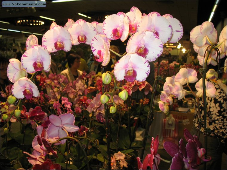 Miami International Orchid Show 2.jpg