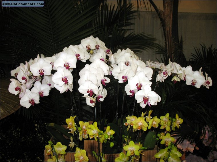 Miami International Orchid Show 3.jpg