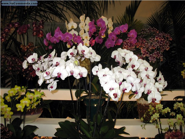 Miami International Orchid Show 3a.jpg
