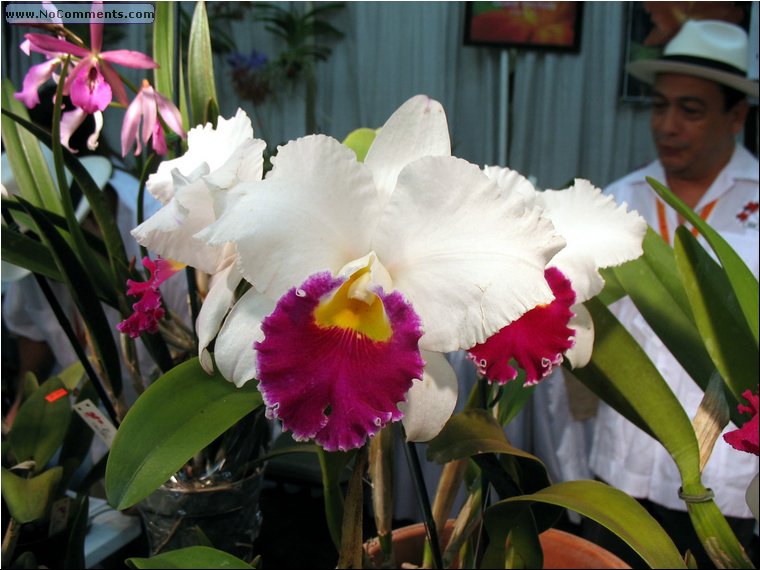 Miami International Orchid Show 6.jpg