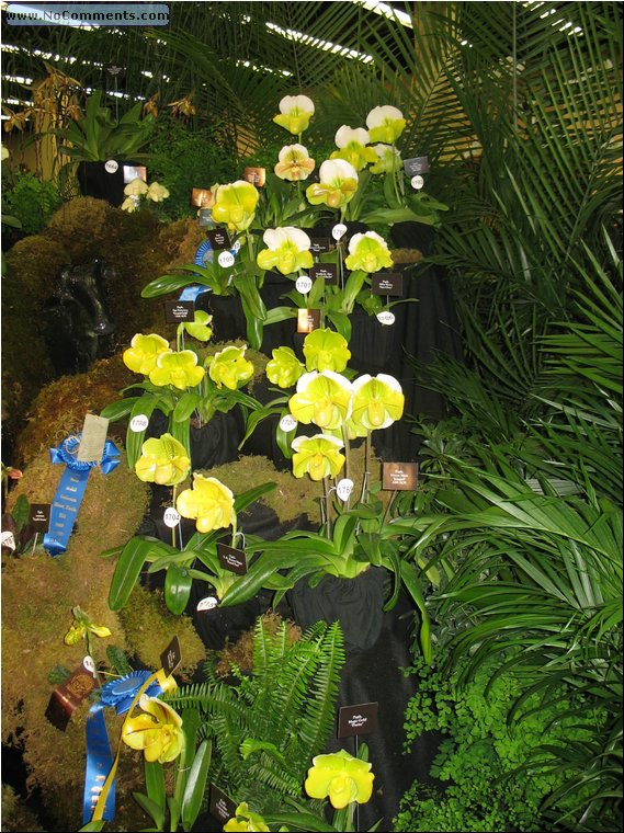 Miami International Orchid Show 6b.jpg