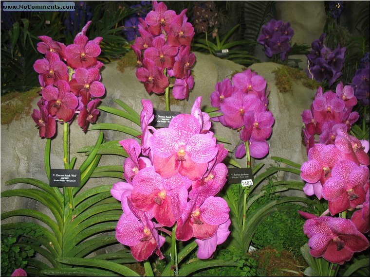 Miami International Orchid Show 9.jpg