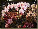 Miami International Orchid Show 2.jpg