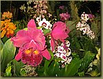 Miami International Orchid Show 5.jpg