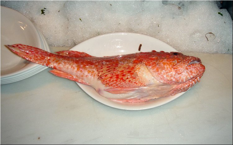 Milos - Scorpion fish.JPG