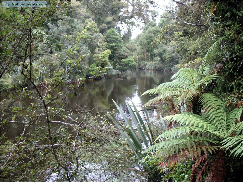 Rain Forest South Island 1.jpg