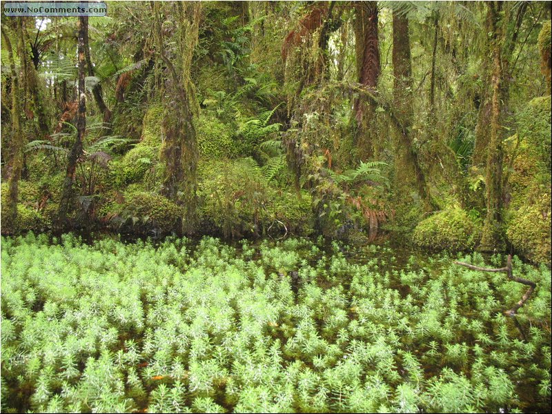 Rain Forest South Island 4.jpg