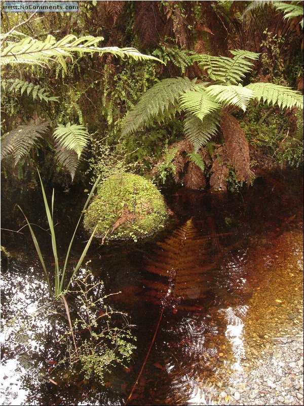 Rain Forest South Island 6.JPG