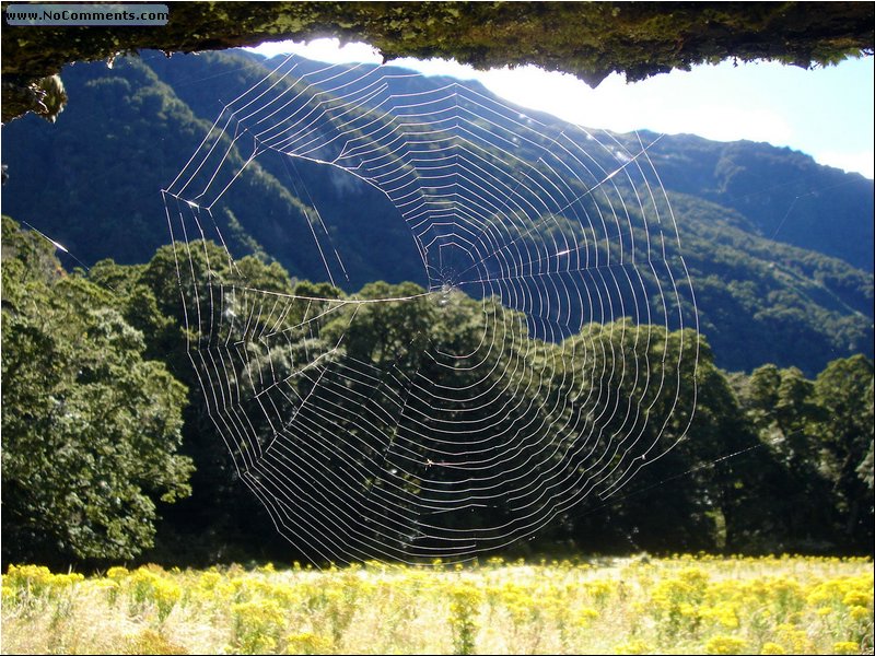 River Jets trip -spider web.JPG