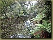 Rain Forest South Island 1.jpg