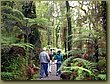 Rain Forest South Island 3.jpg