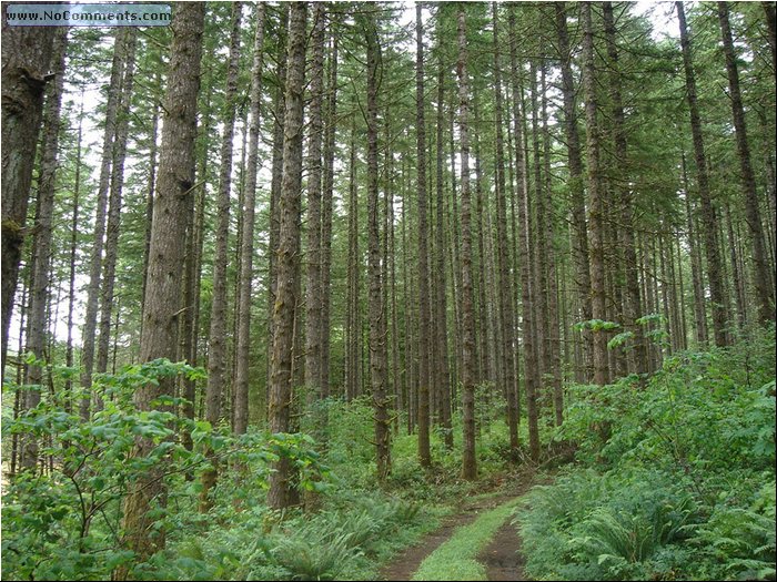 Oregon Forest 5.JPG