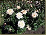 Portland Rose Garden 03.JPG