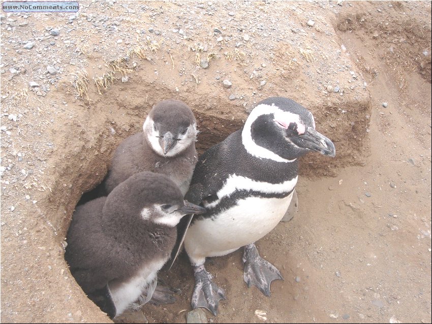 Mama Penguin with chicks.JPG