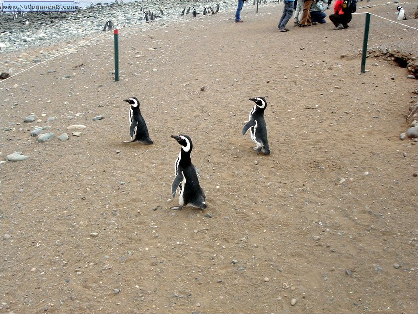 Why do Penguins cross the road.JPG