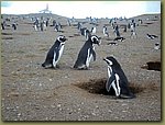 Magdalena_Island_Penguins 8b.JPG