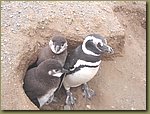 Mama Penguin with chicks.JPG