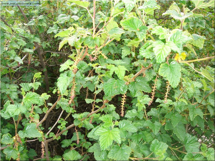 Red Currants.JPG
