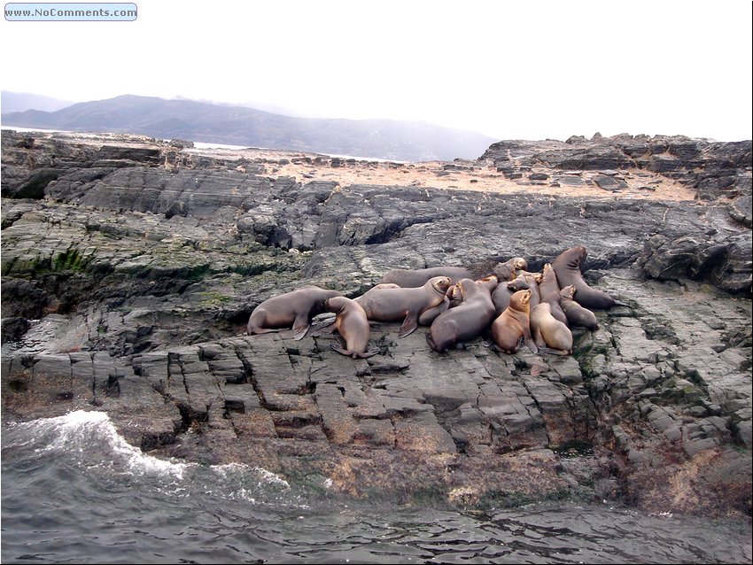 Seals on the Island.JPG
