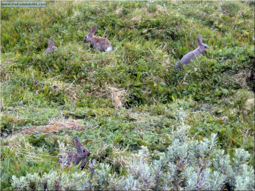 Tierra del Fuego rabbits.JPG
