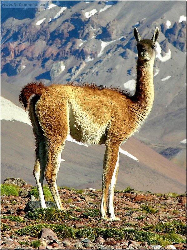 Guanaco_de_San_Carlos.jpg