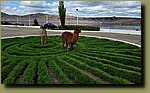 20251203_081204.jpg