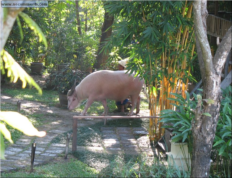 Four Seasons Water Buffalo - Chiang Mai.jpg