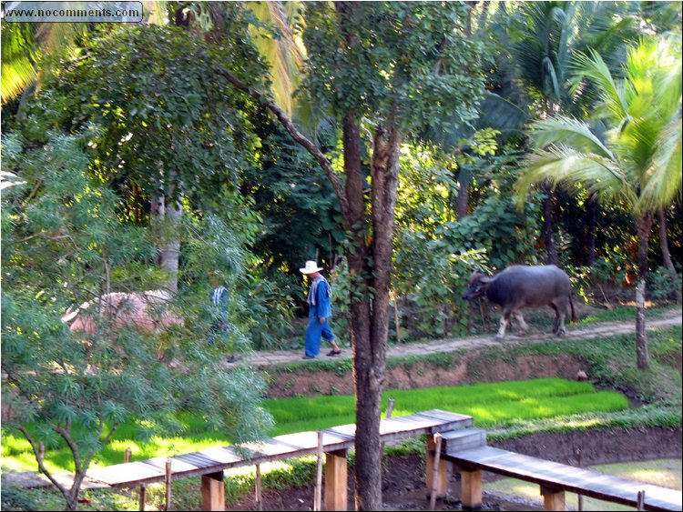 Four Seasons Water Buffalos - Chiang Mai.jpg