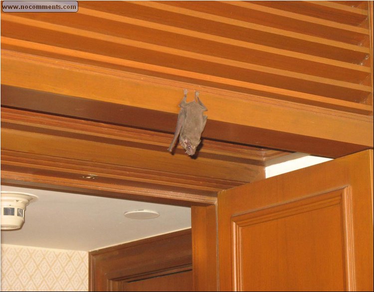 Bat in room at Penninsula Hotel, Bangkok.jpg