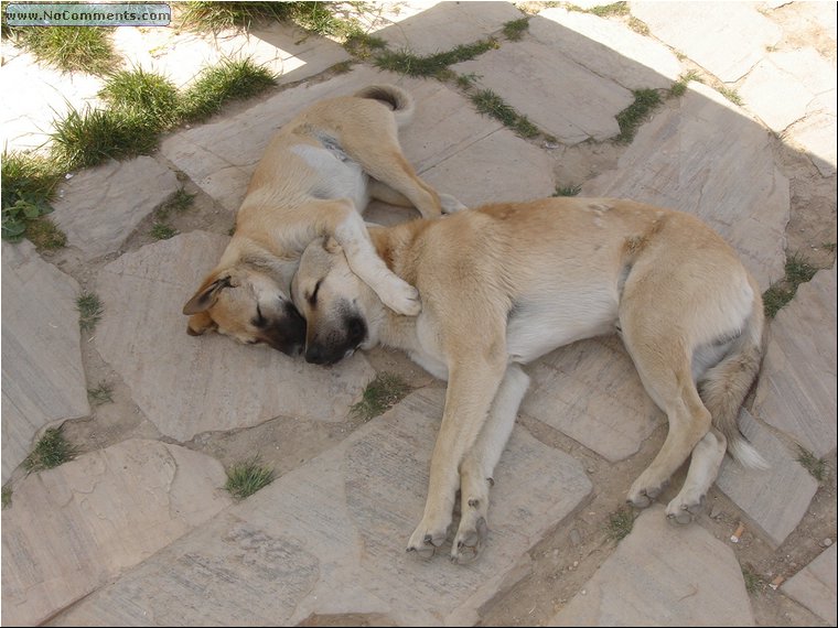 Hierapolis dogs.JPG