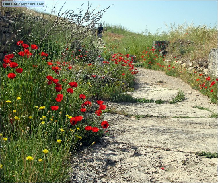 Hierapolis flora.jpg