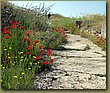 Hierapolis flora.jpg