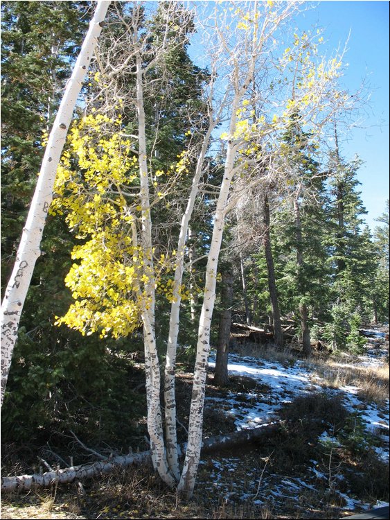 Bryce Canyon 6e.jpg