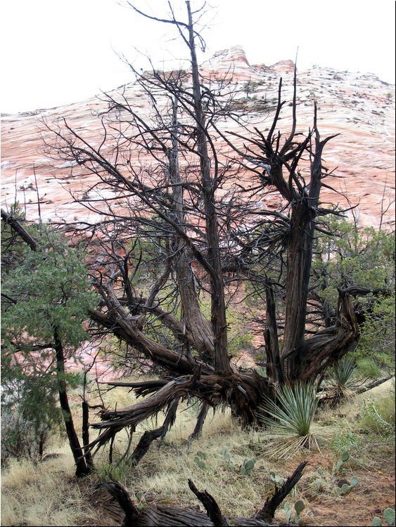 Zion Park 2e.jpg