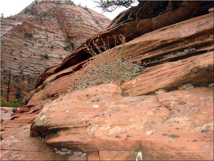 Zion Park 6b.JPG