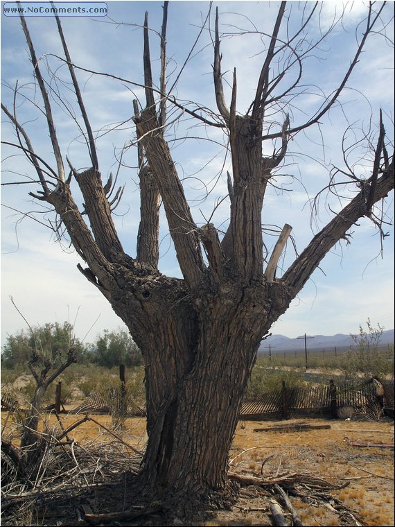 Mojave Desert 4c.jpg