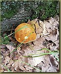 20180807_200609a.jpg