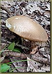 20180807_200609c.jpg