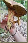20180807_200609e.jpg