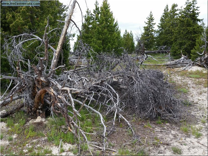 Yellowstone_trees_02.jpg