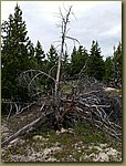Yellowstone_trees_01.jpg