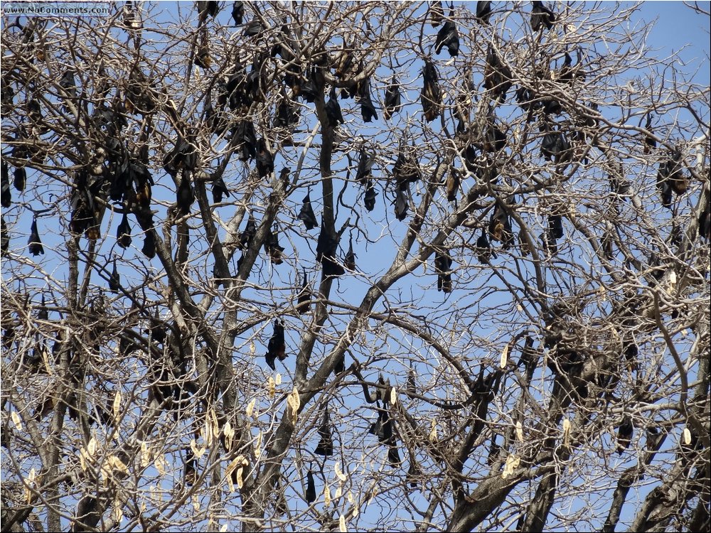 Udaipur bats.JPG