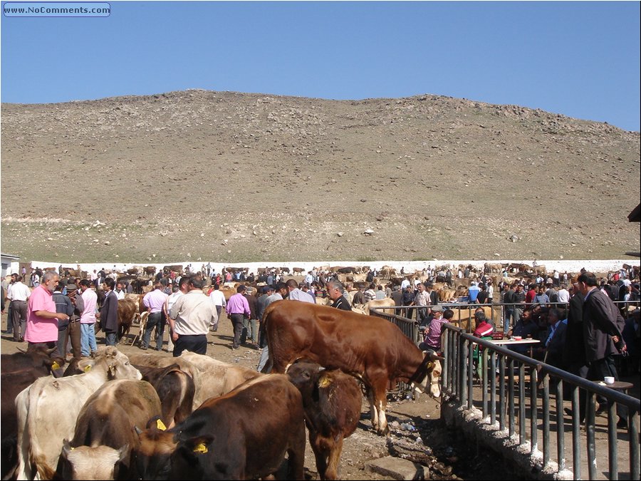 Parhal cattle market 1.JPG