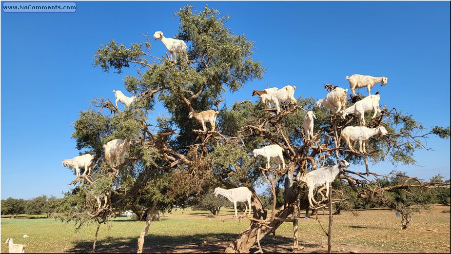 Goats3.jpg