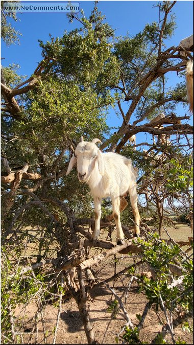 Goats5.jpg